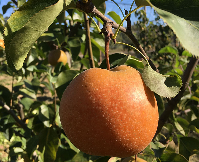 Poire variété nashi Aky