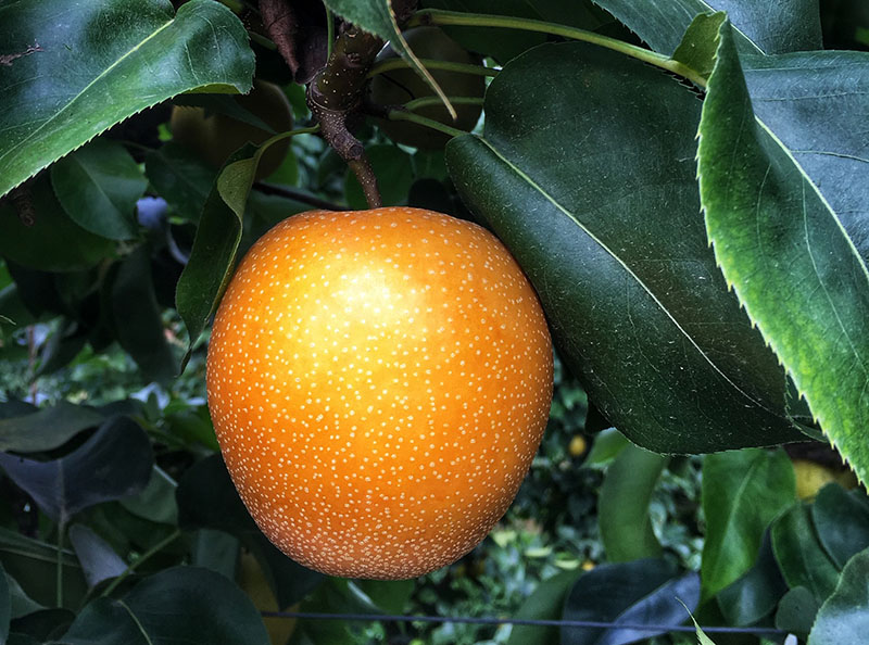 Poire variété nashi Pià