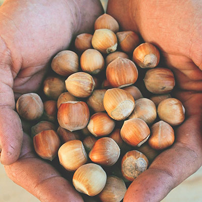 Piedmont hazelnut hands